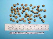 Click for 3 image(s) for this accession. Image